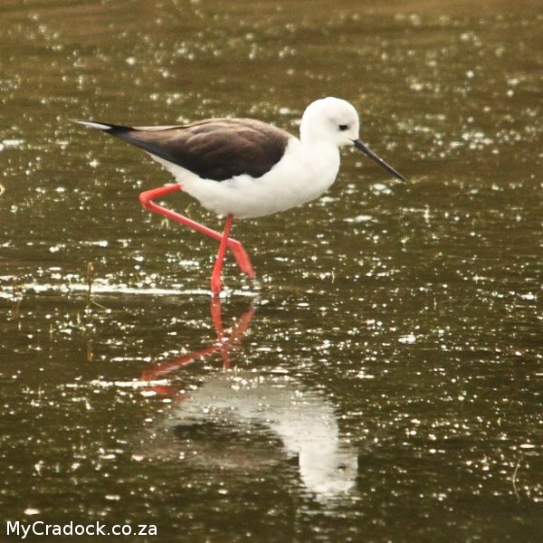 Black winged stilt. Image by: Carey Hobson
