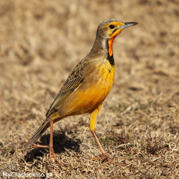 Orange throated longclaw. Image by: Carey Hobson