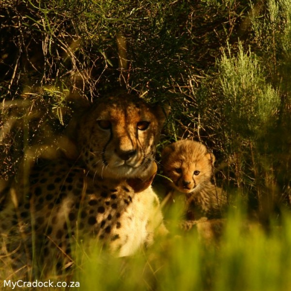Cheetah Cubs