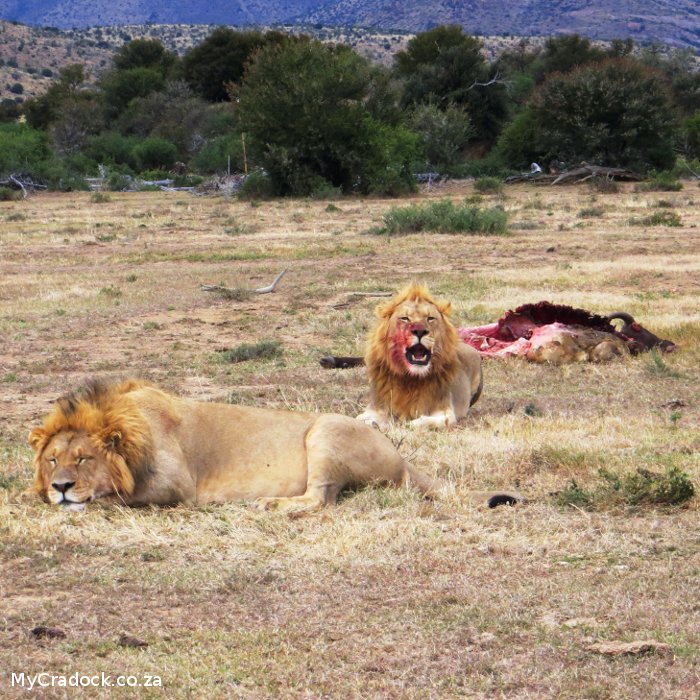 Lion Kill