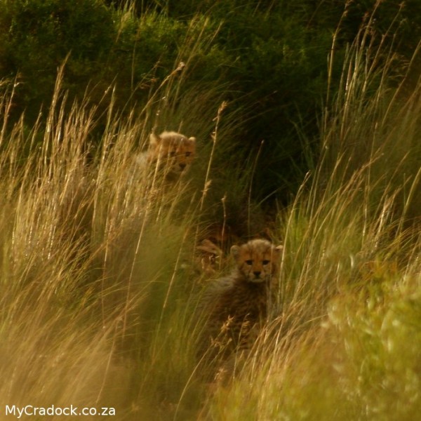 Cheetah Cubs